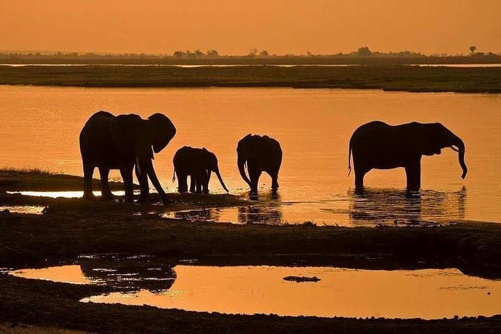3-Day Chobe National Park Camping Safari: Boat Cruise & Game Drives from Victoria Falls photo 5