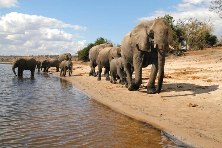 3-Day Chobe National Park Camping Safari: Boat Cruise & Game Drives from Victoria Falls photo 6