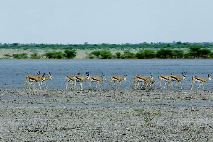 3-Day Chobe National Park Camping Safari: Boat Cruise & Game Drives from Victoria Falls photo 4