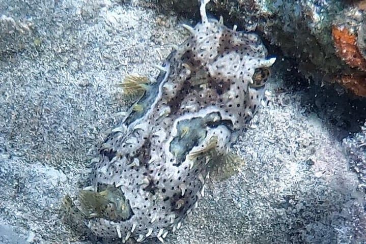 Experience Pristine Waters: A Private Snorkeling Adventure in St Thomas photo 6