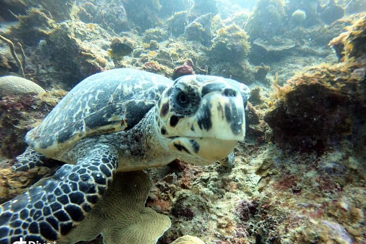 Experience Pristine Waters: A Private Snorkeling Adventure in St Thomas photo 3