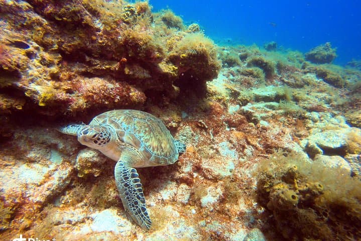 Private Half-Day Dive Charter — St. Thomas, USVI | Exclusive Boat Dive photo 3