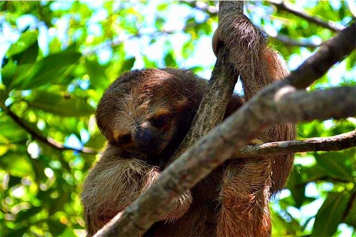 Roatan ATV Sightseeing: Sloths, Monkeys & Chocolate Factory Tour photo 3