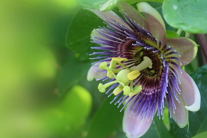 Maui Waterfall Hike, Rainforest & Chocolate Tour at The Legendary Kings Gardens photo 5