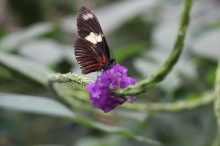 Mindo Cloud Forest Full-Day Tour: Butterflies, Waterfalls & Chocolate from Quito photo 4