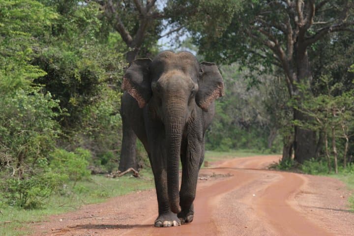 Evening Leopard Safari — Yala National Park with Janaka (2:00–6:30 PM)