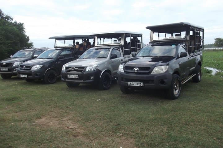 Early-Morning Yala Leopard Safari: Dawn Drive in Yala National Park photo 3