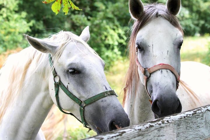 Day Trip from Ljubljana: Lipica Stud Farm, Škocjan Caves & Koper Coast photo 4