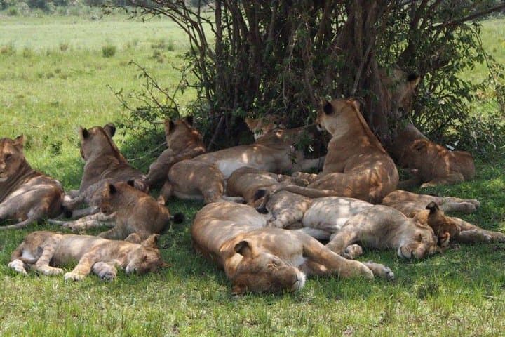 4-Day Masai Mara Budget Camping Safari — Migration, Game Drives & Tented Camp