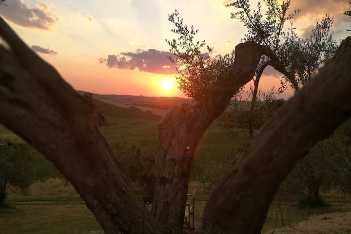 Brunello Wine Tour and Val d'Orcia Landscape — Private Tuscan Winery Experience photo 3