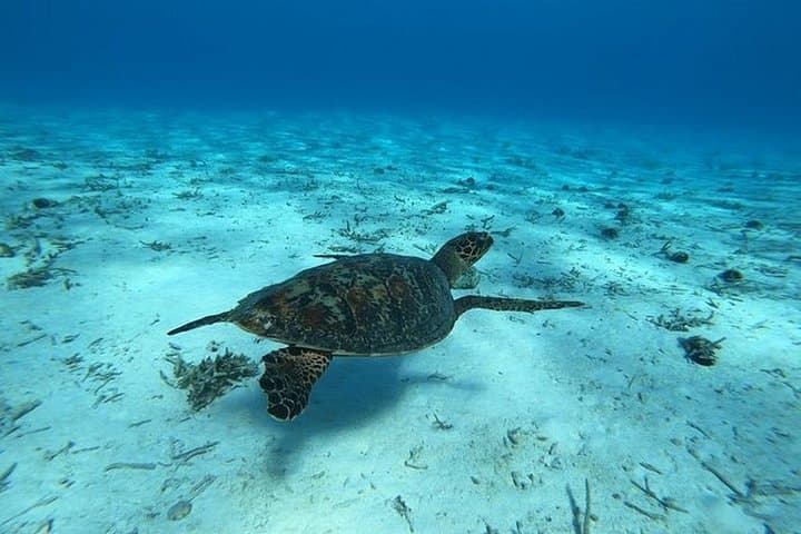 Bora Bora Lagoon Snorkeling Tour: Manta Rays, Coral & Whale-Season Encounters photo 4