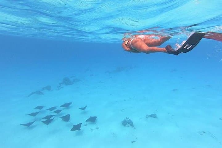 Bora Bora Lagoon Snorkeling Tour: Manta Rays, Coral & Whale-Season Encounters photo 3