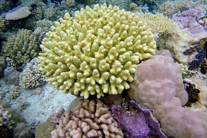 Bora Bora Lagoon Snorkeling Tour: Manta Rays, Coral & Whale-Season Encounters photo 6