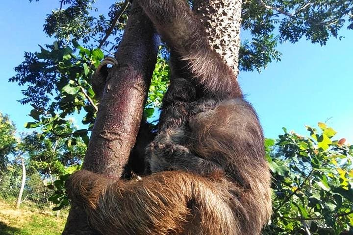 Roatan Buggy Adventure to Monkey & Sloth Park with Beach Pass and Private Transfer photo 2