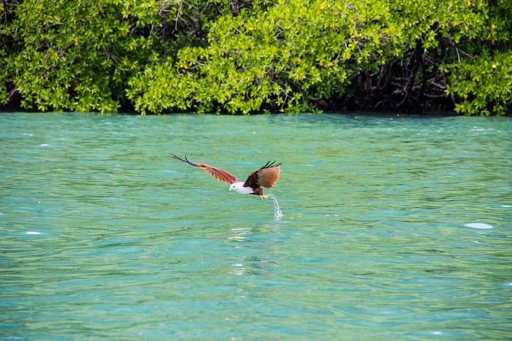 Langkawi Half-Day Island Hopping: Pulau Dayang Bunting, Beras Basah & Singa Besar photo 3
