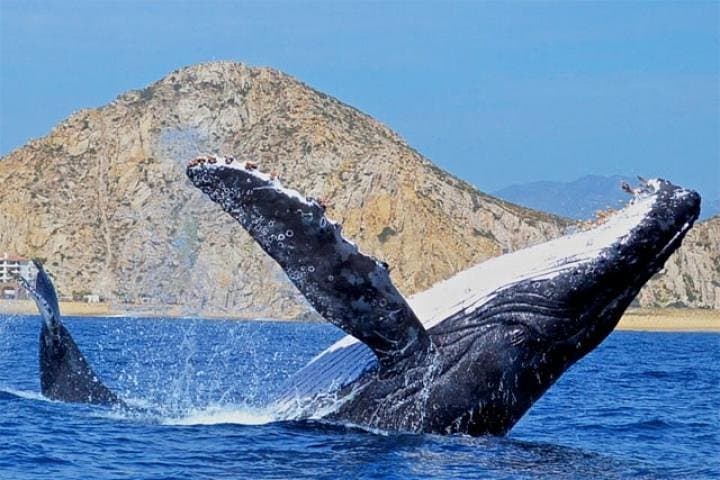 Cabo San Lucas Whale Watching: 2-Level Boat Tour with Breakfast & Drinks photo 6