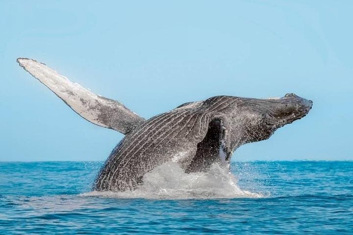 Cabo San Lucas Whale Watching: 2-Level Boat Tour with Breakfast & Drinks photo 4