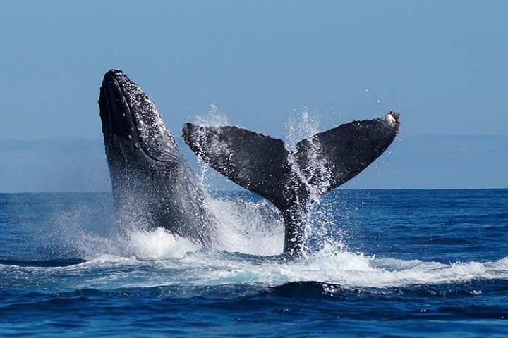 Cabo San Lucas Whale Watching: 2-Level Boat Tour with Breakfast & Drinks photo 2