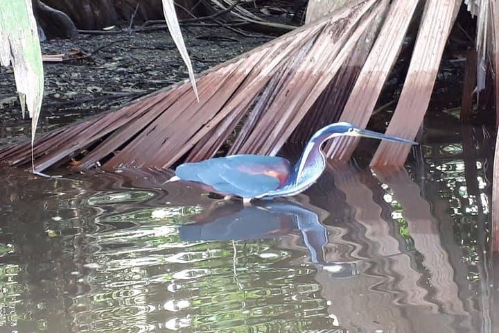 Silent Canoe Tour Through Tortuguero's Canals: Wildlife & Rainforest Views photo 3