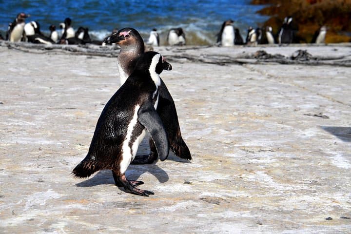 Best of the Cape: Cape Point & Winelands Full-Day Tour from Cape Town photo 3