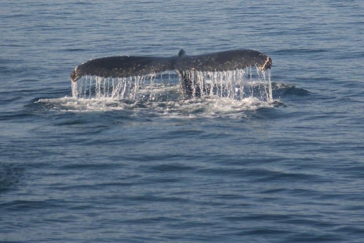 Land-Based Whale Watching in Hermanus — Southern Right Whales & Cliff Path Views photo 3