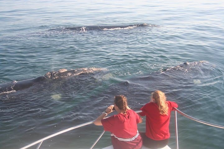 Land-Based Whale Watching in Hermanus — Southern Right Whales & Cliff Path Views photo 5