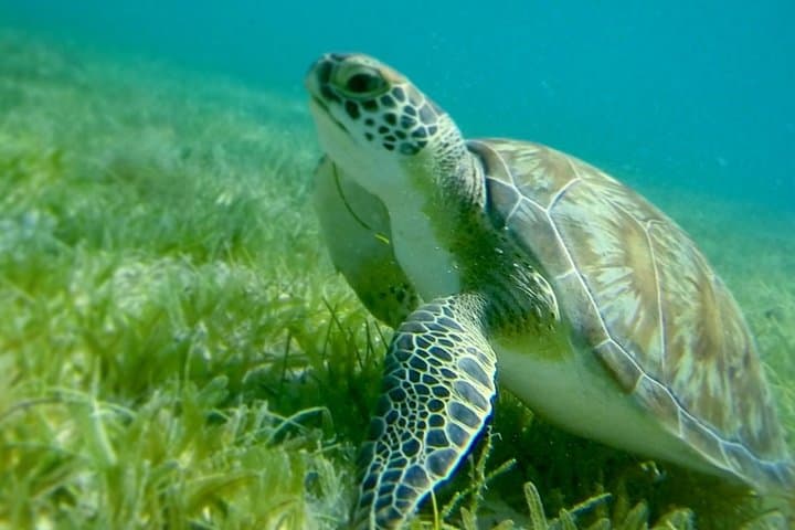 Snorkel with Sea Turtles and Pizza Pi: St. Thomas to St. John Catamaran Sunset Sail photo 4