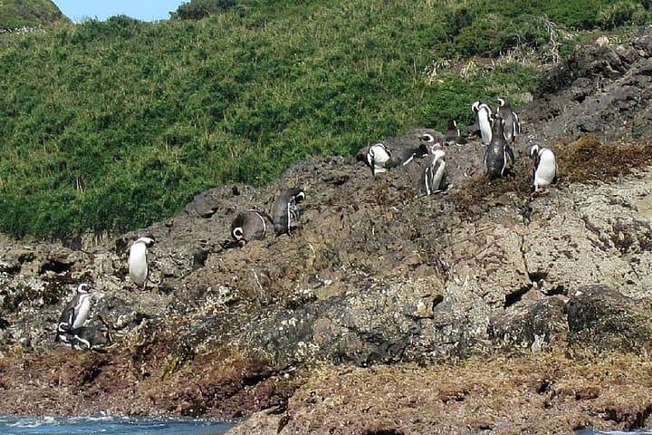 Chiloe Island & Puñihuil Penguins: Full-Day Tour from Puerto Montt photo 5