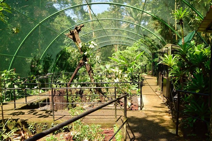 Exploring Costa Rica’s Braulio Carrillo National Park: Aerial Tram and Rainforest Gardens Adventure photo 5
