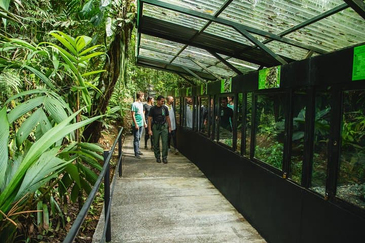 Exploring Costa Rica’s Braulio Carrillo National Park: Aerial Tram and Rainforest Gardens Adventure photo 4