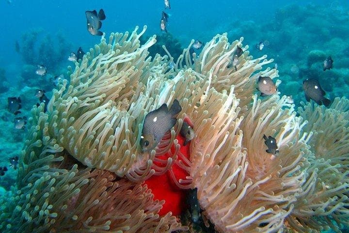 Introductory Scuba in Mauritius: Try Your First Bubbles on a Resort Course photo 2