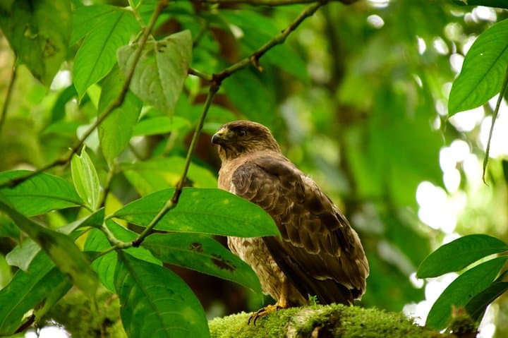 Braulio Carrillo Bird-Watching Day Trip: Aerial Tram & Rainforest Sanctuary photo 5