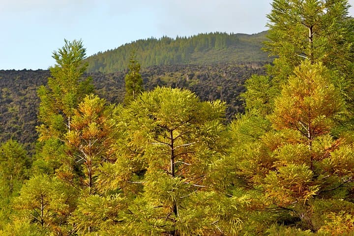 Mistérios Negros Trail: Half‑Day Volcanic Hike on Terceira Island photo 2