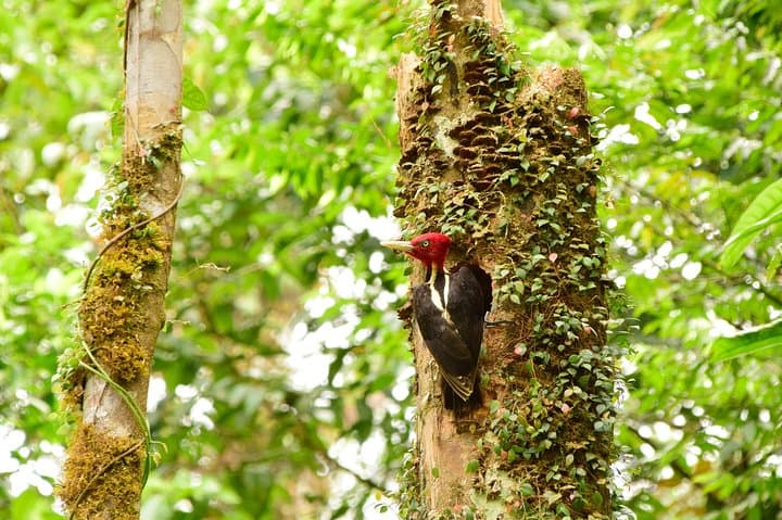 Braulio Carrillo Bird-Watching Day Trip: Aerial Tram & Rainforest Sanctuary photo 2