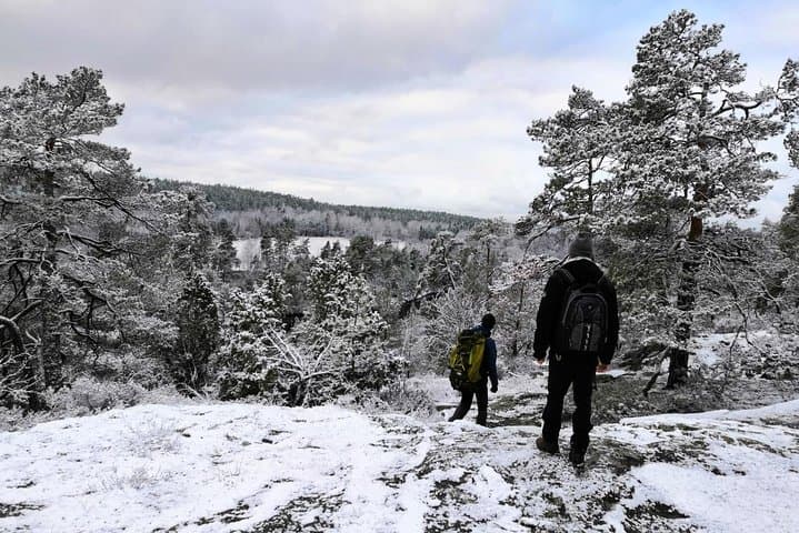 Winter Forest Hike near Stockholm: 1-Day Small-Group Nature Walk