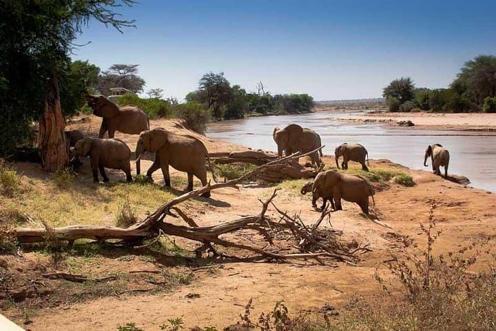 Tarangire Day Safari: Elephant Herds & Dry-Season Wildlife Viewing photo 1