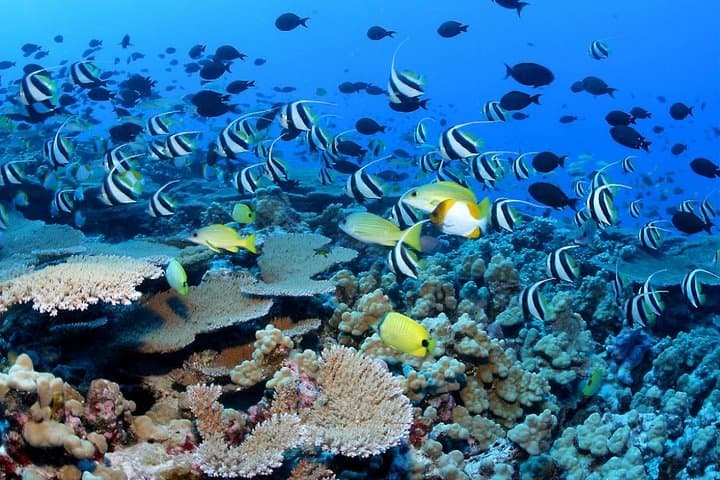 Snorkel & Canoe: Watamu Marine Park and Sudi Island Day Trip with Seafood Lunch photo 2