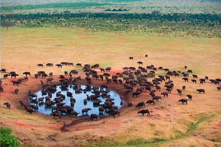 2-Day Tanzania Safari: Lake Manyara & Tarangire Game Drives from Arusha photo 2