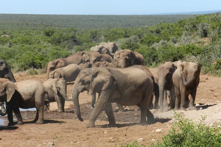 Morning Addo Elephant Safari — 5-hour Wildlife Drive from Port Elizabeth
