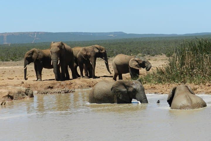 Morning Addo Elephant Safari — 5-hour Wildlife Drive from Port Elizabeth photo 2