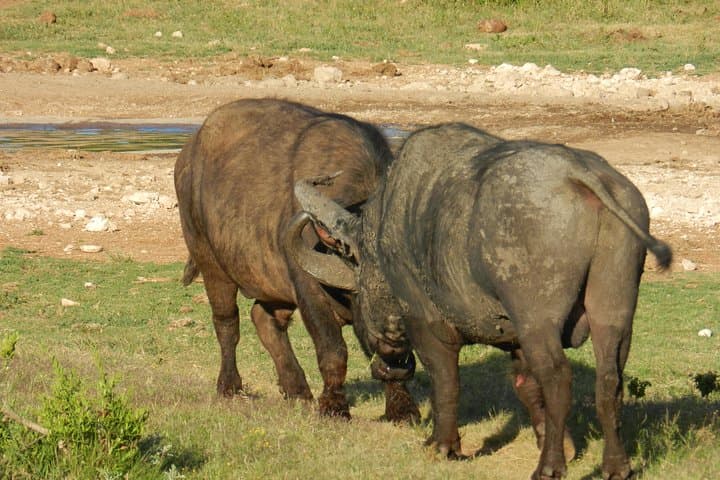 Morning Addo Elephant Safari — 5-hour Wildlife Drive from Port Elizabeth photo 4