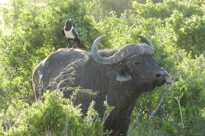Morning Addo Elephant Safari — 5-hour Wildlife Drive from Port Elizabeth photo 5