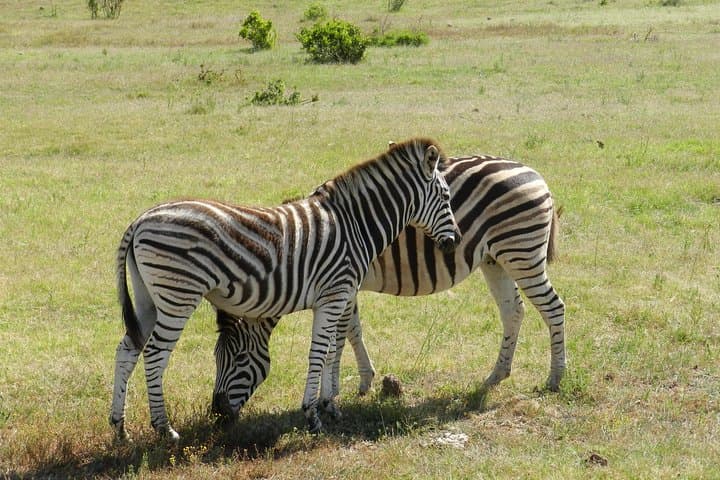 Morning Addo Elephant Safari — 5-hour Wildlife Drive from Port Elizabeth photo 6