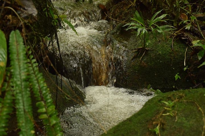 Braulio Carrillo Rainforest Hike & Aerial Tram: Day Trip from San José photo 6