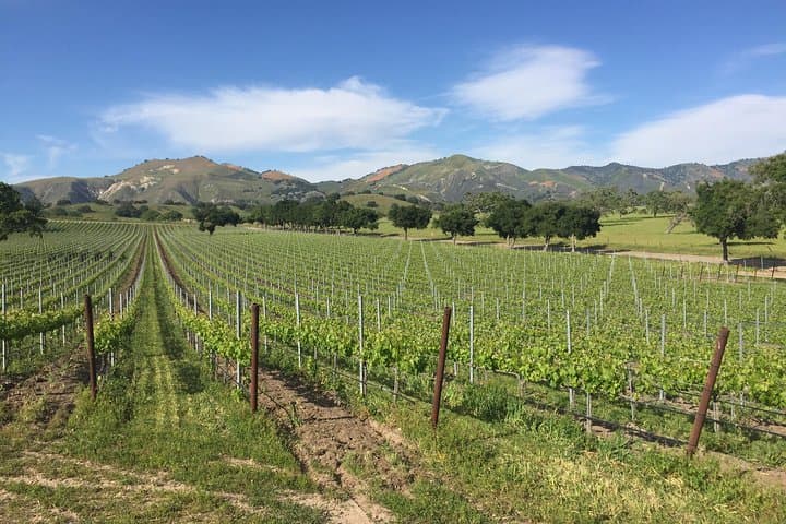 Santa Barbara Boutique Wine Tour: Scenic Tastings and Vineyard Picnic photo 3