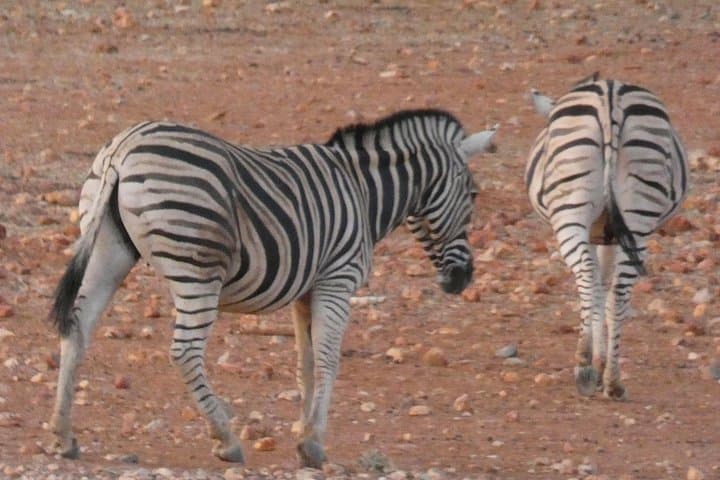 4-Day Etosha Safari: Private Guided Tour from Windhoek or Swakopmund photo 1