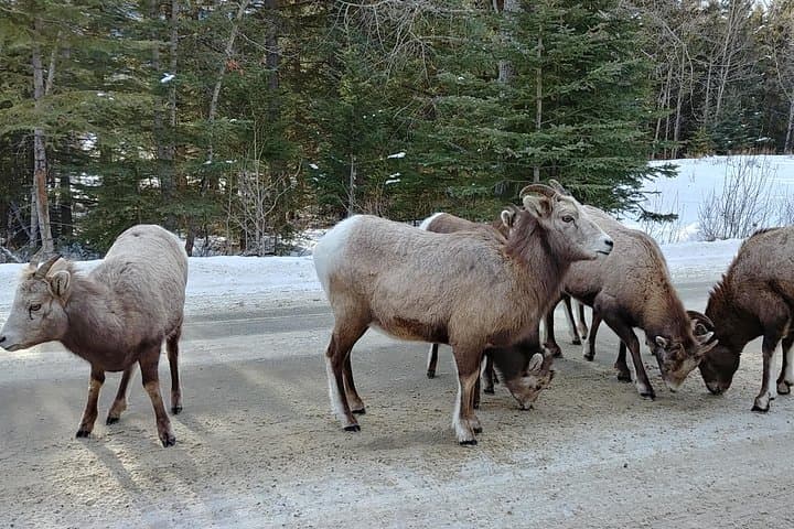6-Day Canadian Rocky Mountains Explorer — Banff, Jasper & the Columbia Icefield photo 2