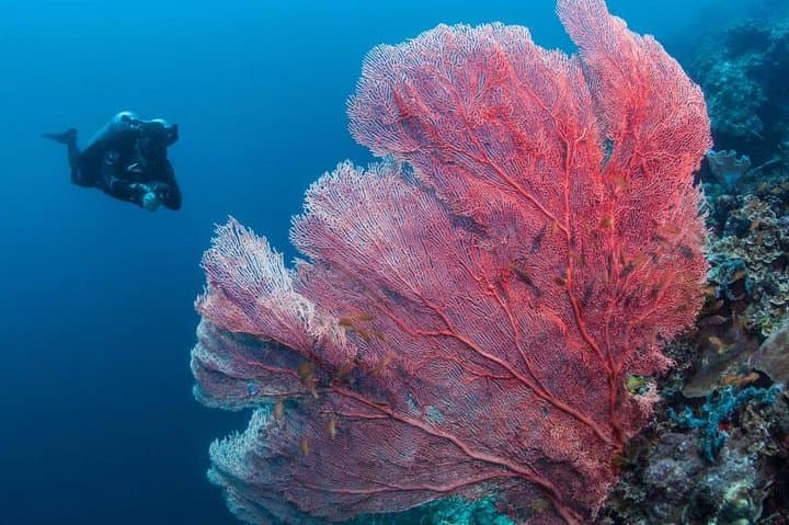 Mactan Fun-Boat Dive: Reef Gardens & House-Reef Dives for Certified Divers