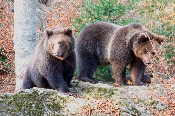 Bearwatching Day Hike in the High Tatras: From Poprad to Podbanské Valley photo 3