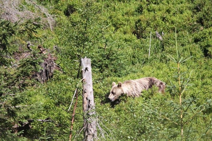 Bearwatching Day Hike in the High Tatras: From Poprad to Podbanské Valley photo 4